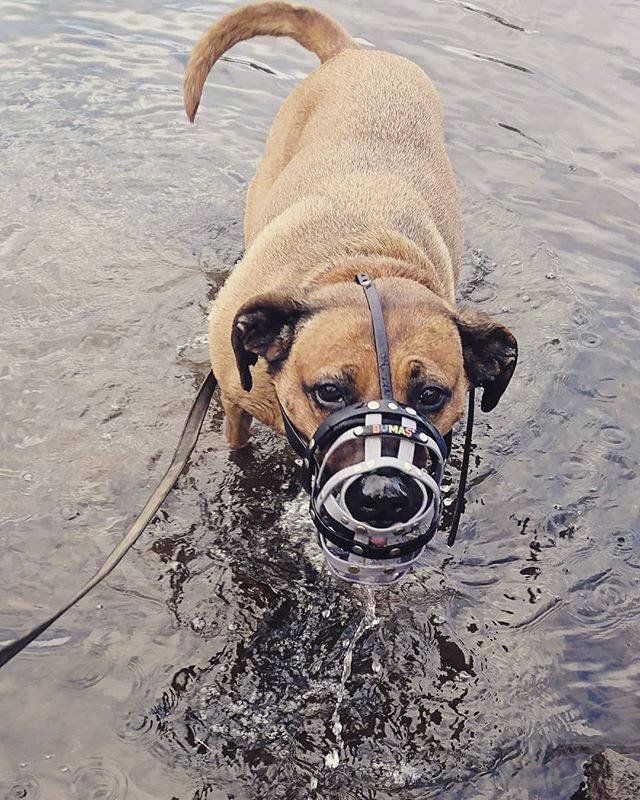best dog muzzle